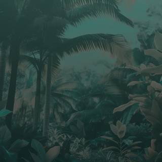 Jungle aesthetic wallpaper