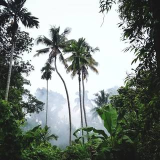 iPhone jungle wallpaper