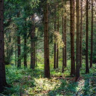 iPhone jungle wallpaper