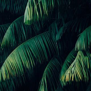 iPhone jungle wallpaper