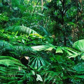 iPhone jungle wallpaper