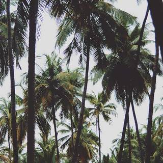 iPhone jungle wallpaper