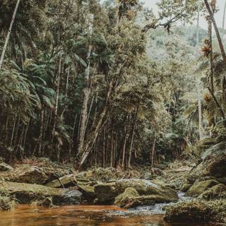 iPhone jungle wallpaper