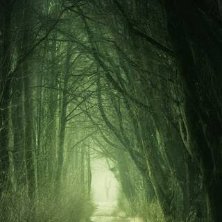 iPhone jungle wallpaper