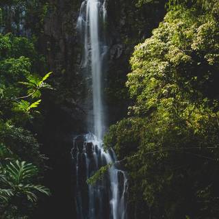 iPhone jungle wallpaper