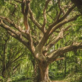 iPhone jungle wallpaper