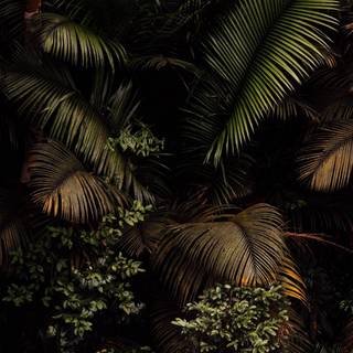 iPhone jungle wallpaper
