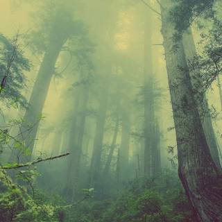 iPhone jungle wallpaper