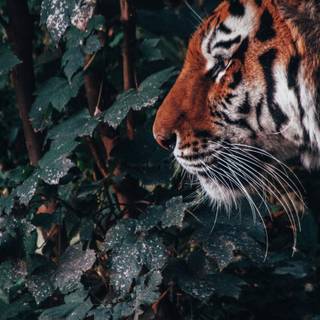 iPhone jungle wallpaper