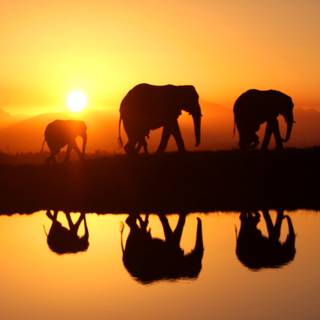 Africa phone wallpaper