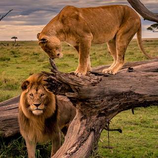 Africa phone wallpaper