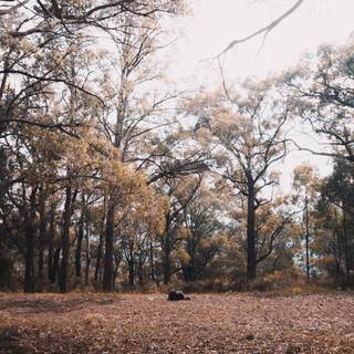 Dry forest wallpaper