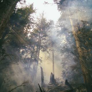 Dry forest wallpaper