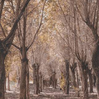 Dry forest wallpaper