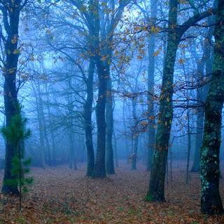 Dry forest wallpaper