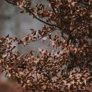 Dry forest wallpaper