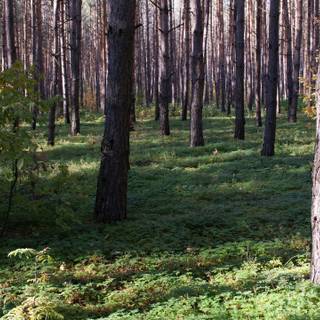 Dry forest wallpaper