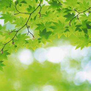 Green nature desktop wallpaper