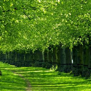 Green nature desktop wallpaper