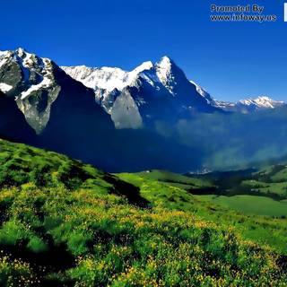 Green nature desktop wallpaper