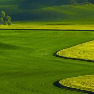 Green nature desktop wallpaper