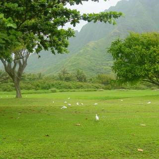 Green nature desktop wallpaper