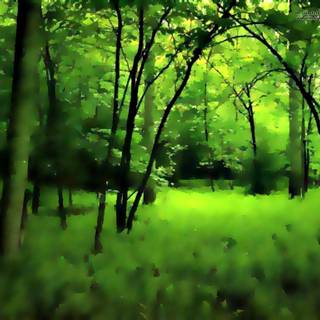 Green nature desktop wallpaper