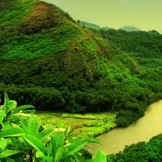 Green nature desktop wallpaper