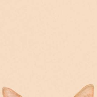 Cat aesthetic phone wallpaper