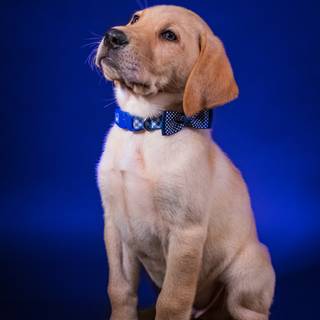 Golden Labs wallpaper