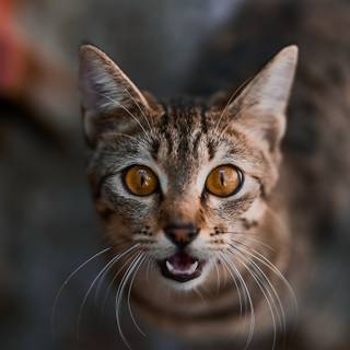 Horror cat wallpaper