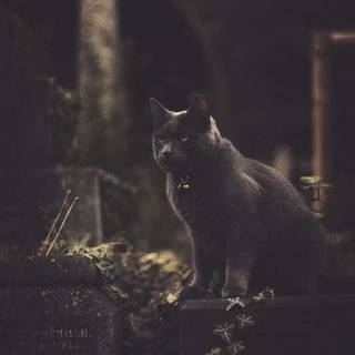 Horror cat wallpaper