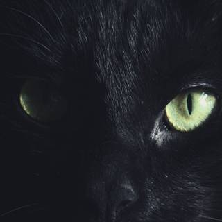 Horror cat wallpaper