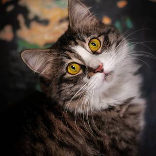 Horror cat wallpaper