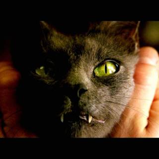 Horror cat wallpaper