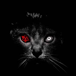 Horror cat wallpaper