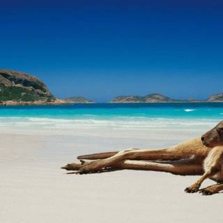 Australian beach wallpaper