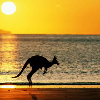 Australian beach wallpaper