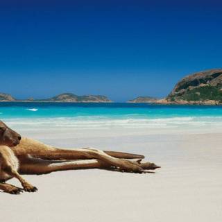 Australian beach wallpaper