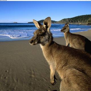 Australian beach wallpaper