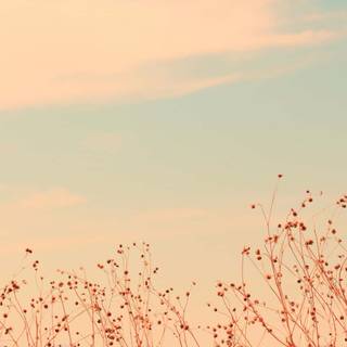 Soft colours wallpaper