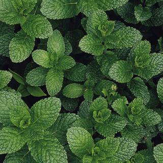 Medicinal plants wallpaper