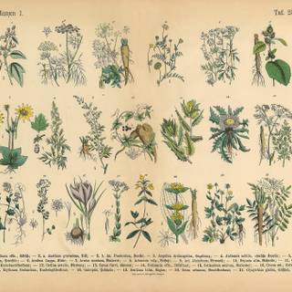 Medicinal plants wallpaper