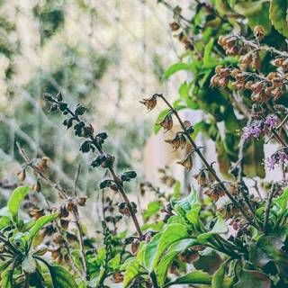 Medicinal plants wallpaper