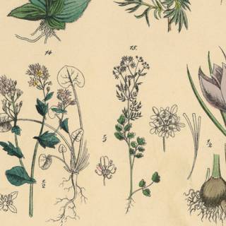 Medicinal plants wallpaper