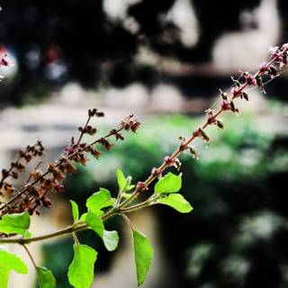 Medicinal plants wallpaper