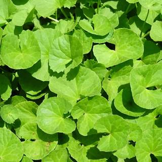 Medicinal plants wallpaper