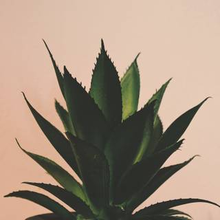 Medicinal plants wallpaper