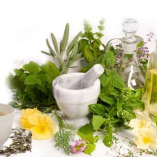 Medicinal plants wallpaper