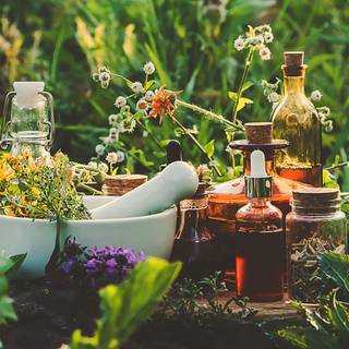 Medicinal plants wallpaper